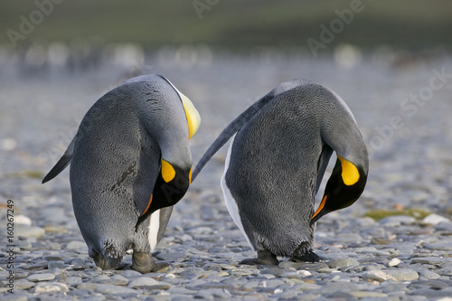 Two King Penguin  Aptenodytes patagonicus  preening on a beach in South Georgia Island  UK  South Atlantic