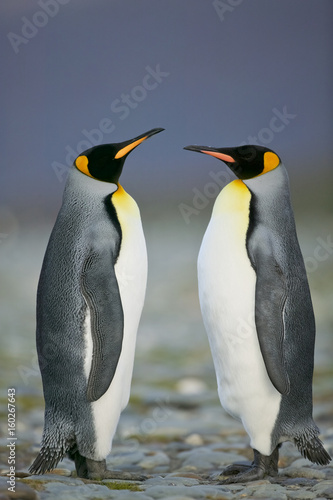 King Penguin (Aptenodytes patagonicus) performing a courtship ritual song