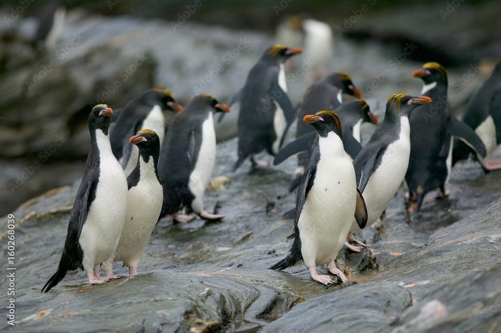 Naklejka premium Macaroni penguin (Eudyptes chrysolophus) going to sea