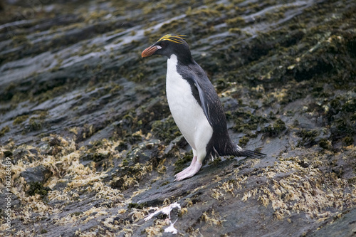 Macaroni penguin (Eudyptes chrysolophus) stands on rocks in the rain