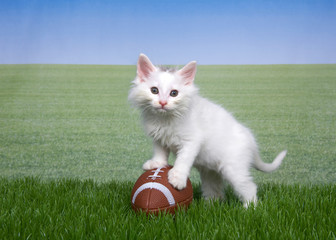 Fluffy white kitten standing with both paws on American football in green grass looking directly at viewer, field of grass in background to skyline. Game on. Fun sports theme with animals.