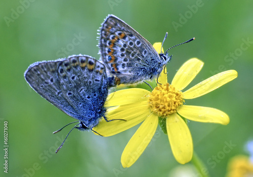 Бабочка-голубянка на цветвах © sokoloffoto