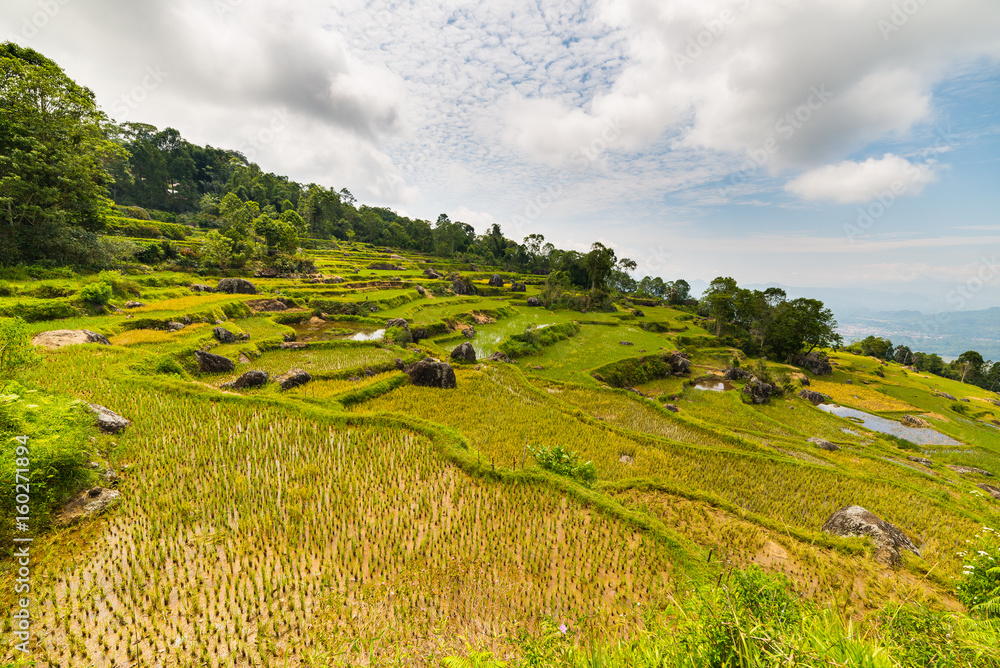Obraz premium Stunning landscape of rice fields on the mountains of Batutumonga, Tana Toraja, South Sulawesi, Indonesia. Panoramic view from above with soft early morning sunlight and vivid colors.