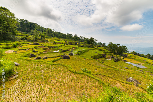 Stunning landscape of rice fields on the mountains of Batutumonga, Tana Toraja, South Sulawesi, Indonesia. Panoramic view from above with soft early morning sunlight and vivid colors. photo