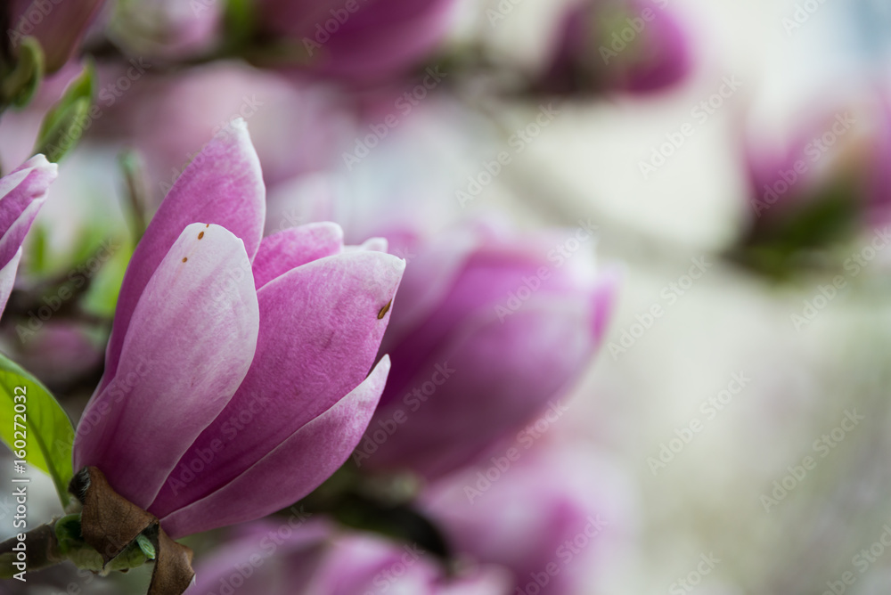 Magnolia flowers on a tree in Salzburg Magnolia flowers on a tree in Salzburg