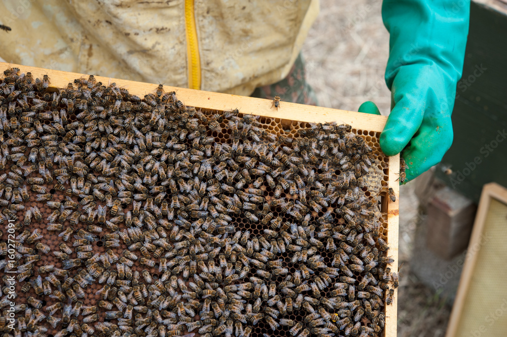 The beekeeper inspects the honeycomb and the hives The beekeeper inspects the honeycomb and the hives