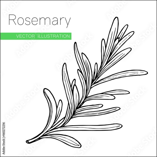 rosemary white