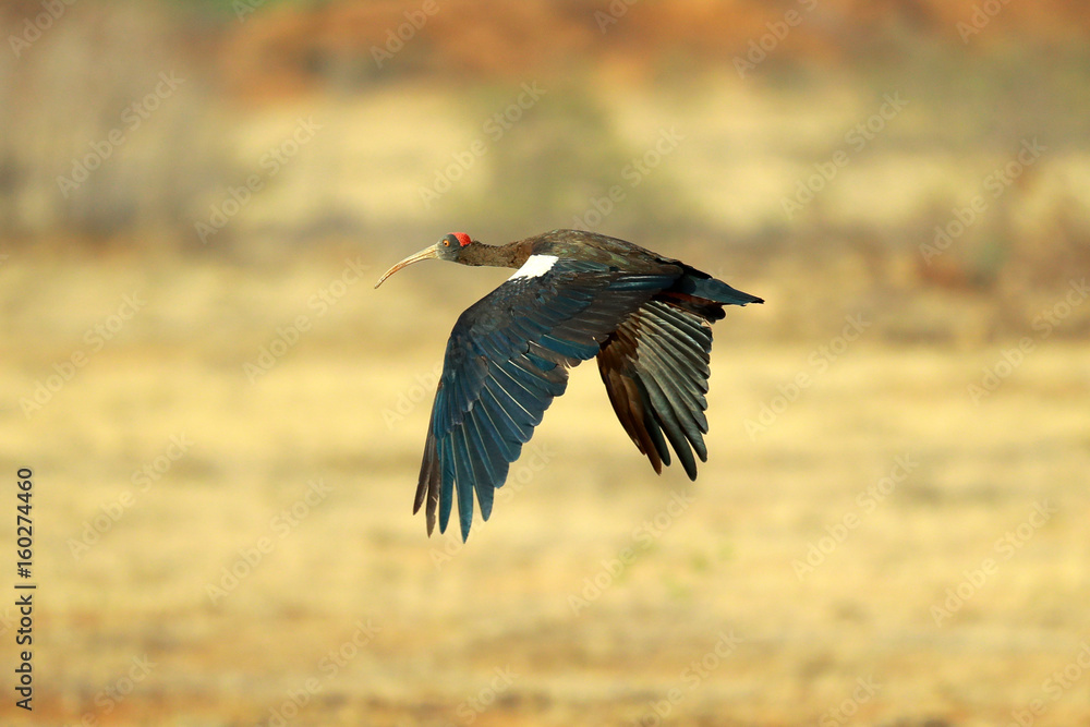 Naklejka premium Flaying bird