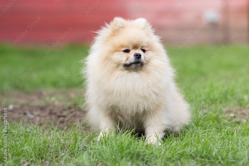 Pomeranian pomeranian beige sits contented on green grass Pomeranian pomeranian beige sits contented on green grass