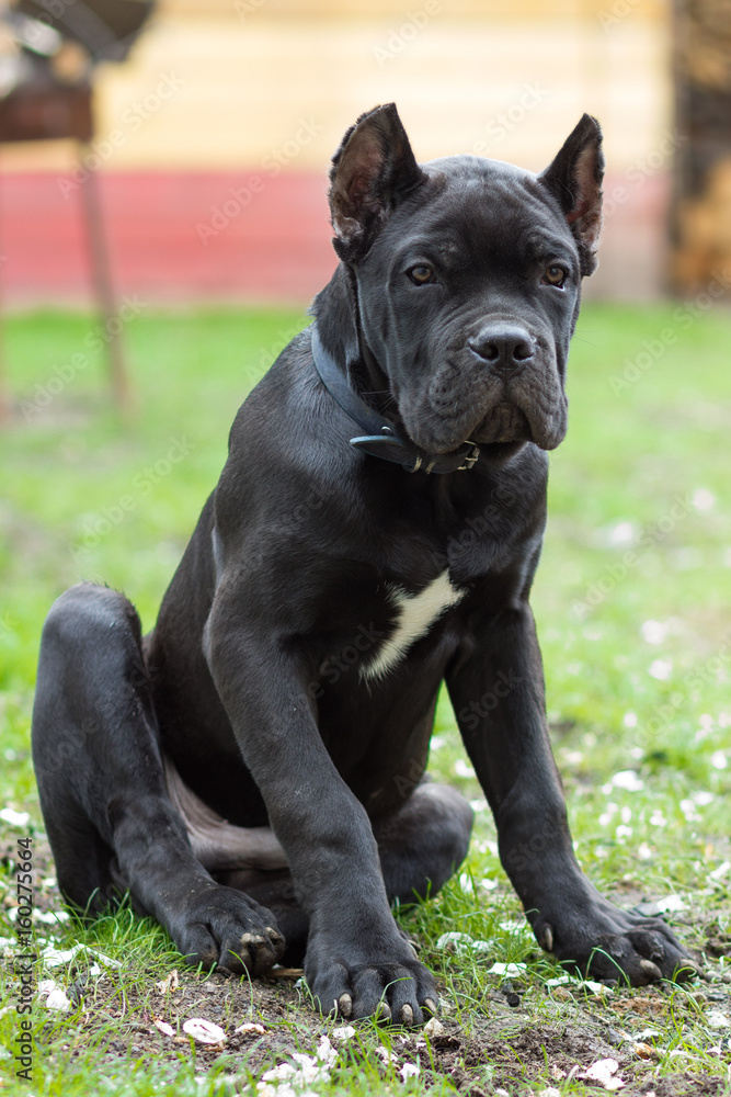 Puppy age 3 months of Cane Corso breed of black color sits on the grass