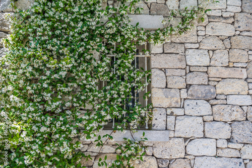  Blooming jasmine plant on stone wall at Alacati, Turkey © yulia