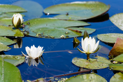 White water lily