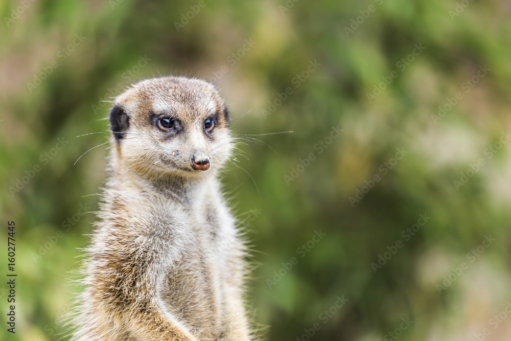 Fototapeta premium a meerkat is watching