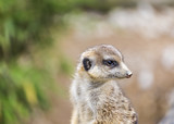 a meerkat looks arround