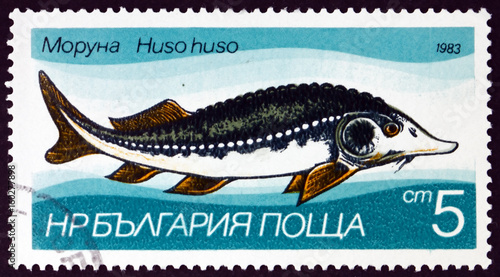 Postage stamp Bulgaria 1983 Sturgeon, Fresh-water Fish