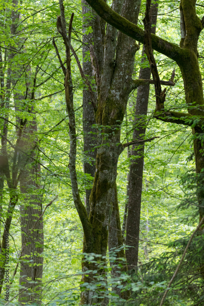 Fototapeta premium Old hornbeam trees in springtime forest