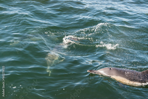 A pair of long beaked common dolphins on the coast of Gansbaai  South Africa