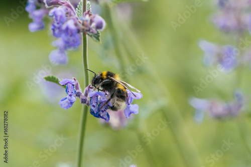 A white tailed bumble bee on a catmint flower © annapimages