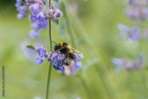 A white tailed bumble bee on a catmint flower