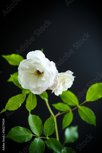 Blooming beautiful white rose
