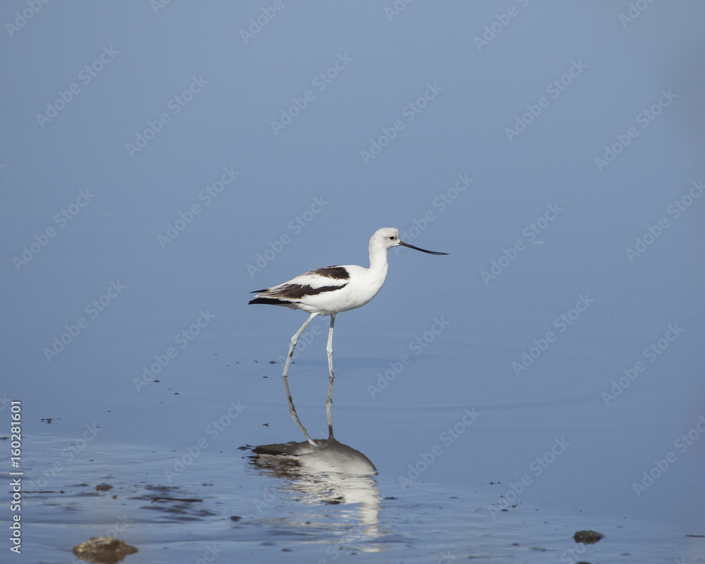 American Avocet shorebird foraging for food on the tidal zone landscape American Avocet shorebird foraging for food on the tidal zone landscape
