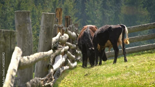 Young bulls playing in the pasture behind wooden fence photo