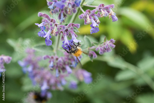 A carder bee on a purple catmint flower in a garden in the UK © annapimages