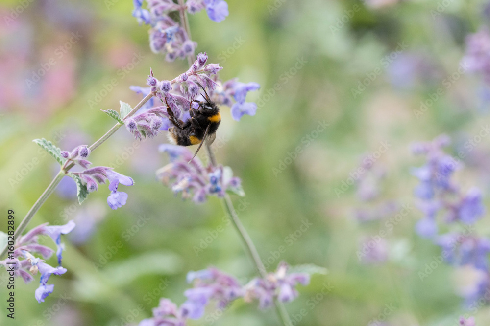 A white tailed bumble bee on a catmint flower A white tailed bumble bee on a catmint flower