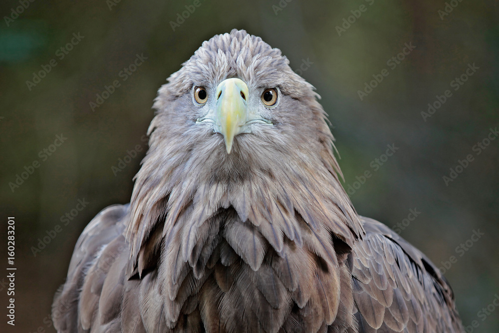 Obraz premium Seeadler frontal mit Blick in die Kamera