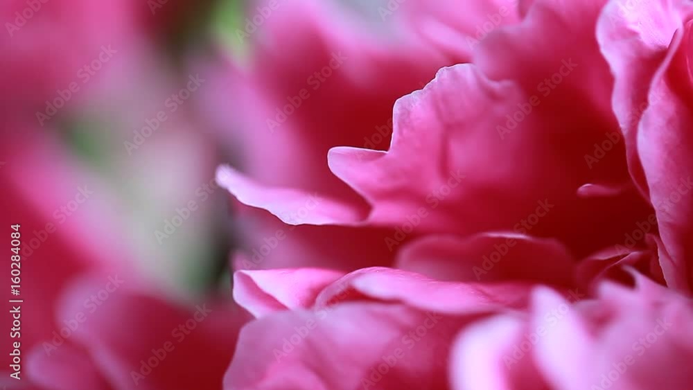 Pink peony petals Pink peony petals