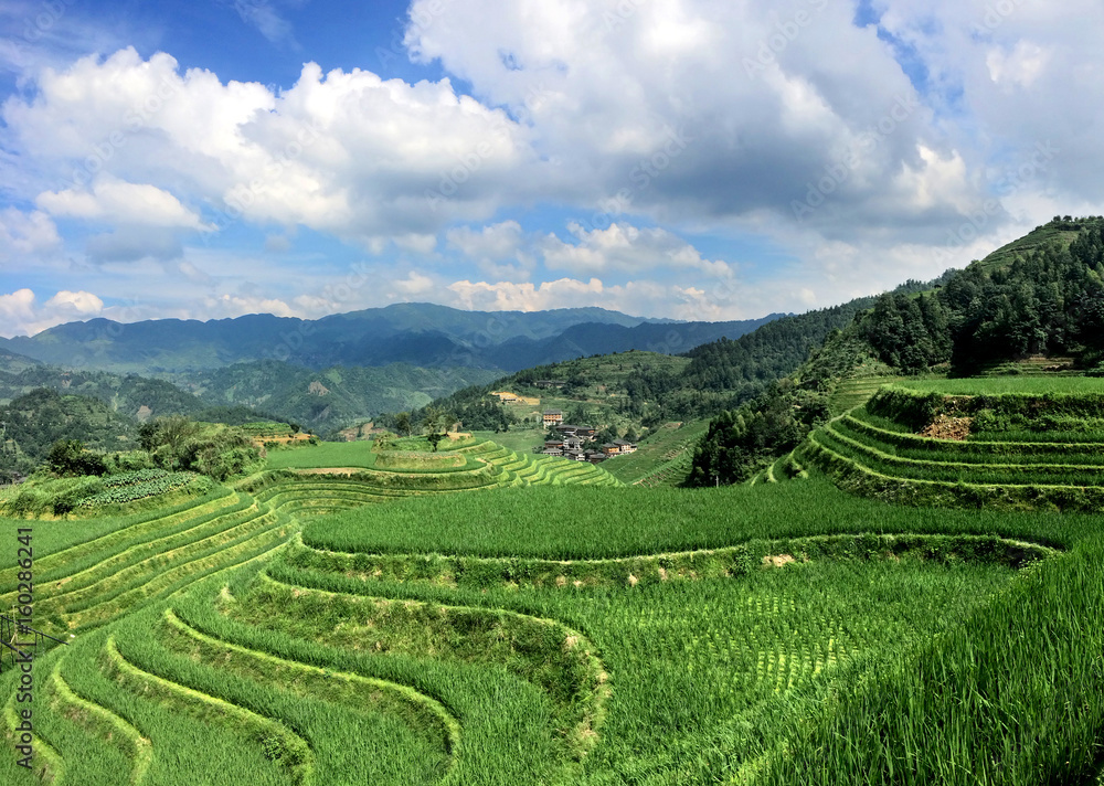 Lush rice terraces of Longsheng China
