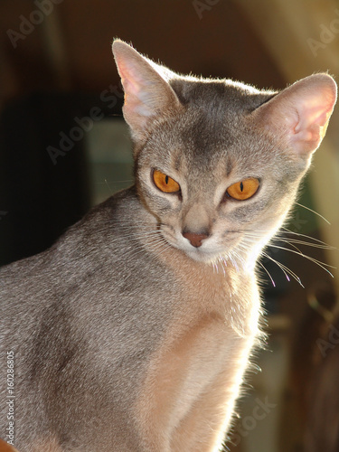 Young abyssinian cat looks at the subject