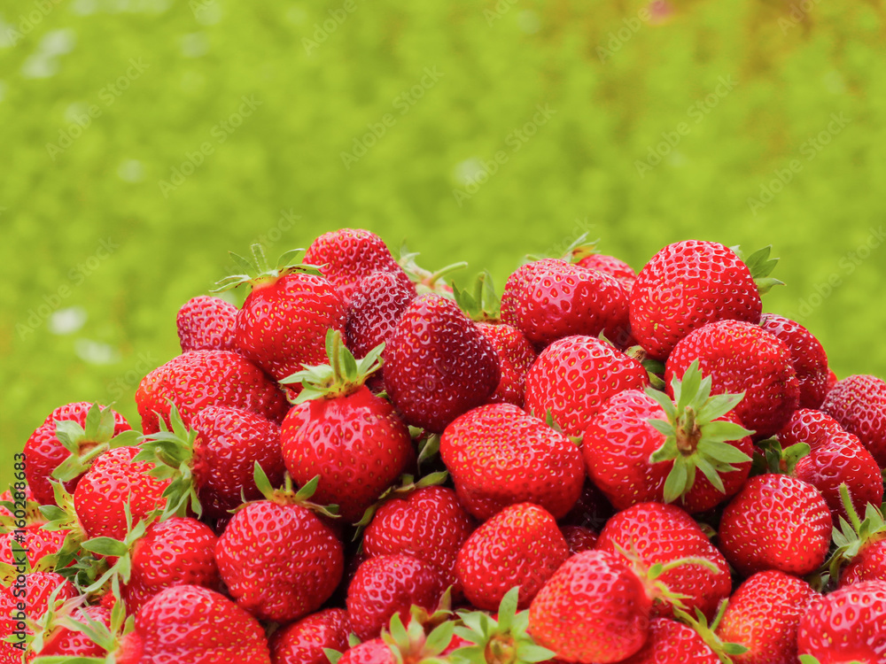 The harvest of the strawberry. Lots of red berries. Blurred green background The harvest of the strawberry. Lots of red berries. Blurred green background