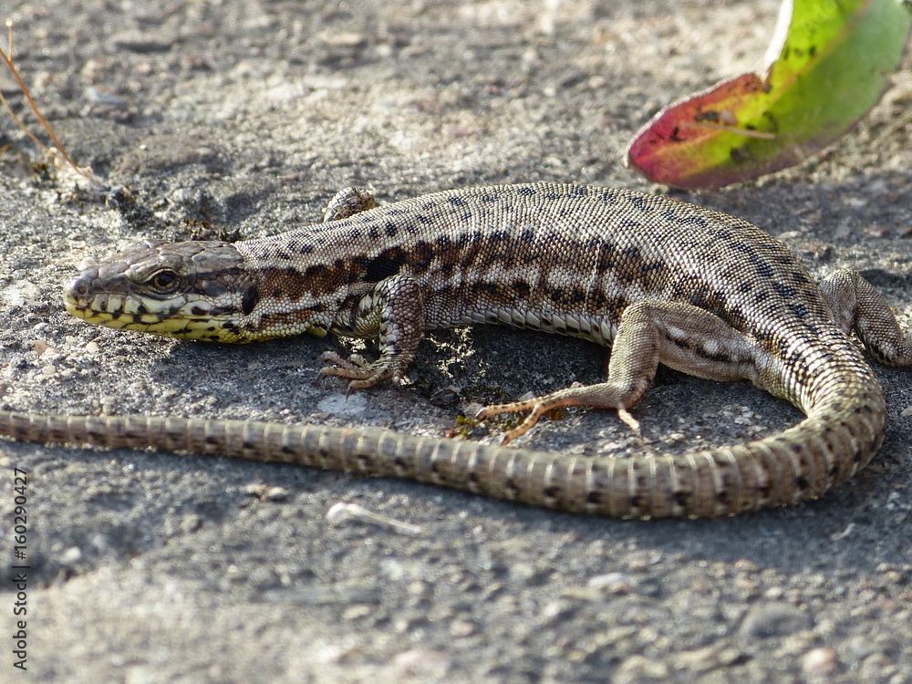 eidechse am asphalt reptil nahaufnahme eidechse am asphalt reptil nahaufnahme