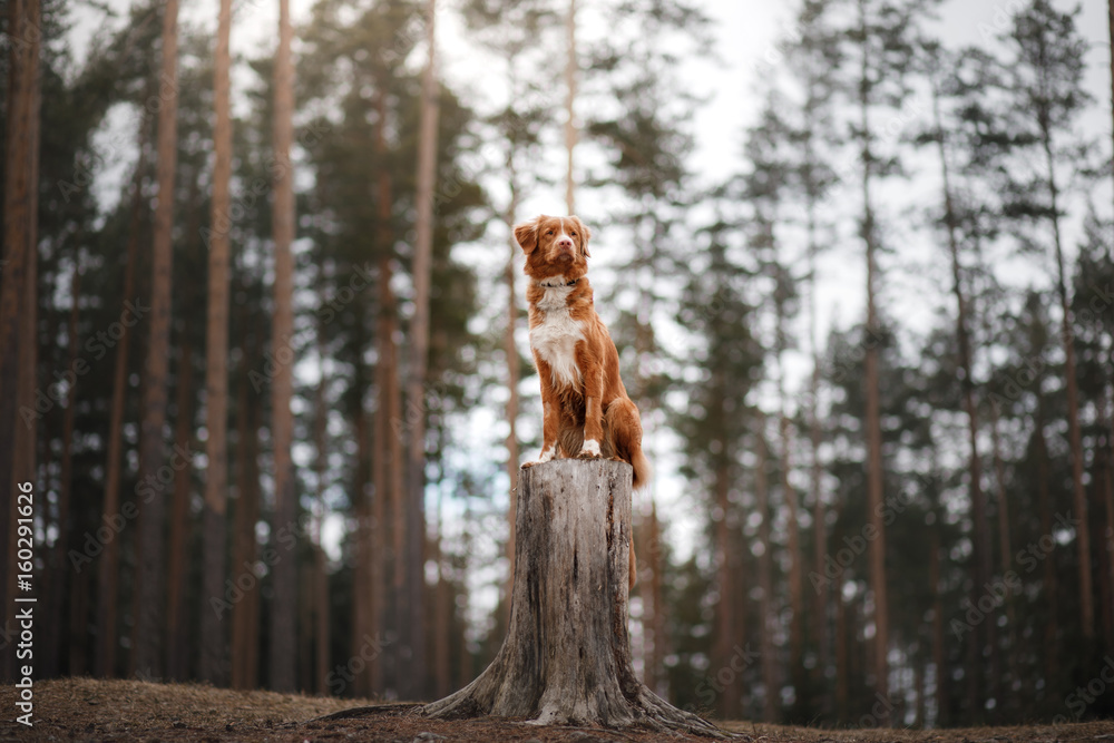 Dog Nova Scotia duck tolling Retriever walks in the woods Dog Nova Scotia duck tolling Retriever walks in the woods