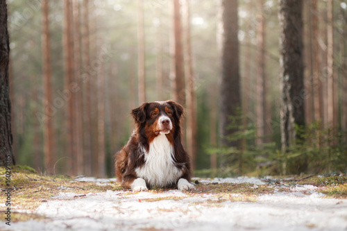 Fototapeta Naklejka Na Ścianę i Meble -  Australian shepherd walking in the woods