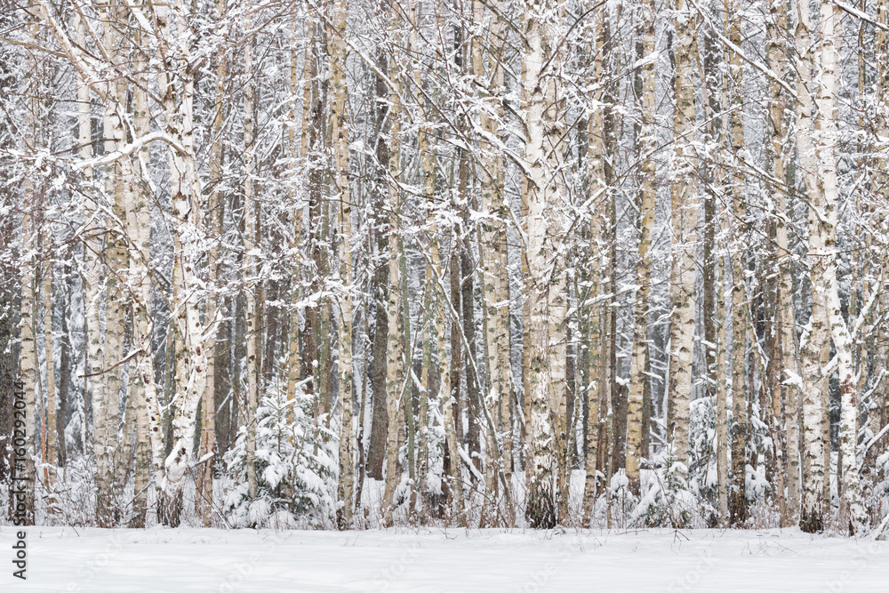Fototapeta premium Russian Birches. Russian Winter landscape with snow-covered birch forest. Trunks of birch trees and snow in the winter forest. Winter birch forest background. Birch grove in winter time. Belarus