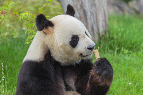 Fototapeta Naklejka Na Ścianę i Meble -  Giant panda eating bamboo