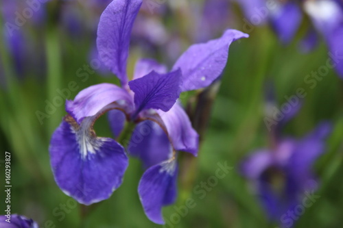 Fototapeta Naklejka Na Ścianę i Meble -  Blue Iris blooms