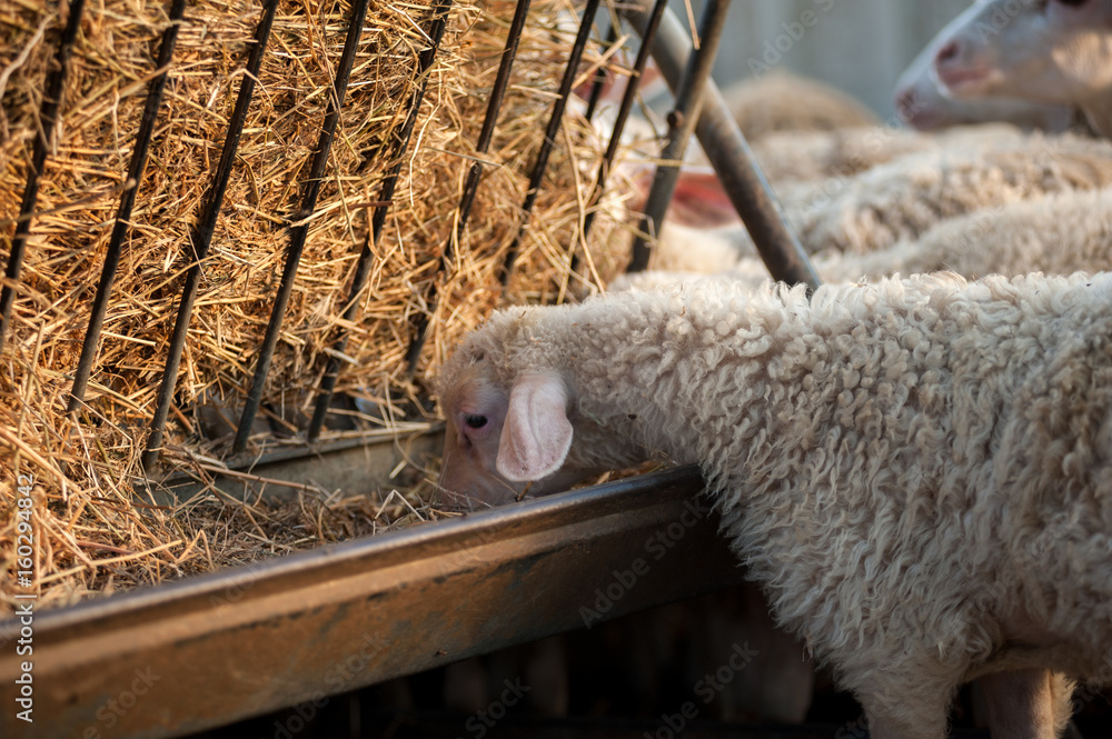 Naklejka premium A flock of lambs in the sheepfold