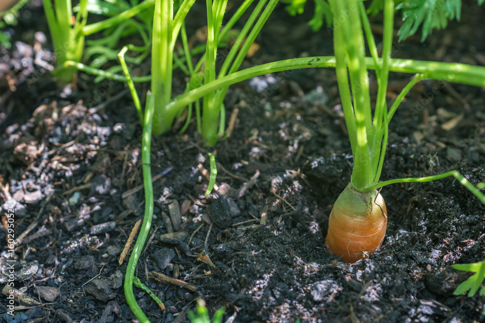 Fototapeta premium Ziemia warzywna dla dobrego wzrostu marchwi