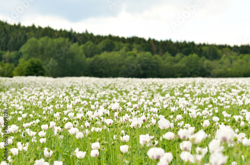 White blooming poppy field