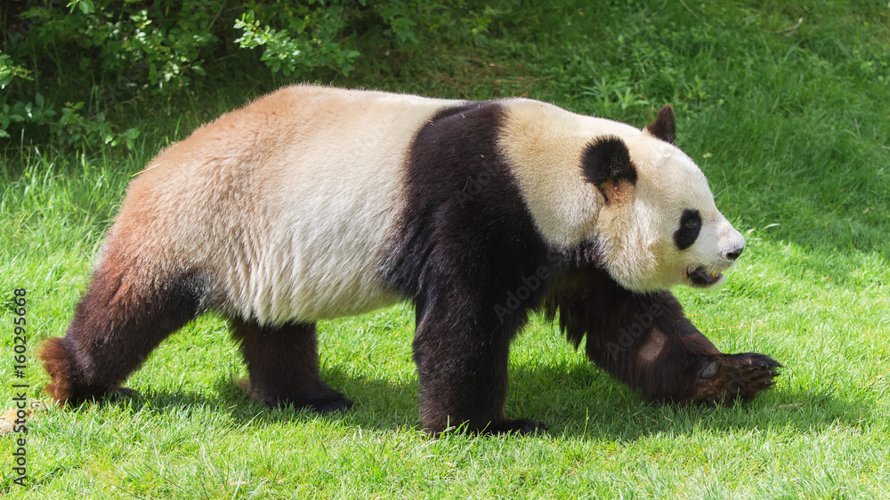Obraz premium Giant panda walking