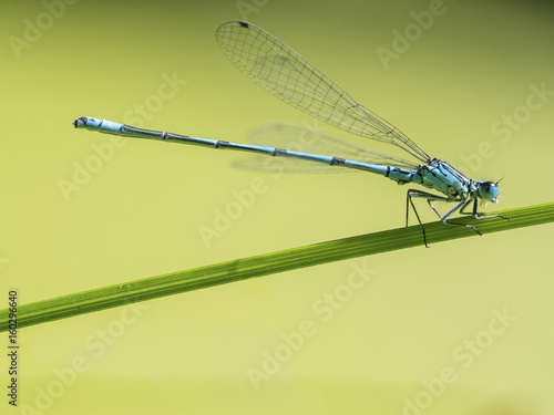 Eine blaue Azurjungfer (Libelle) sitzt auf einem Grashalm