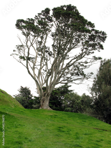One Tree Hill & Cornwall Park, Aukland, New Zealand