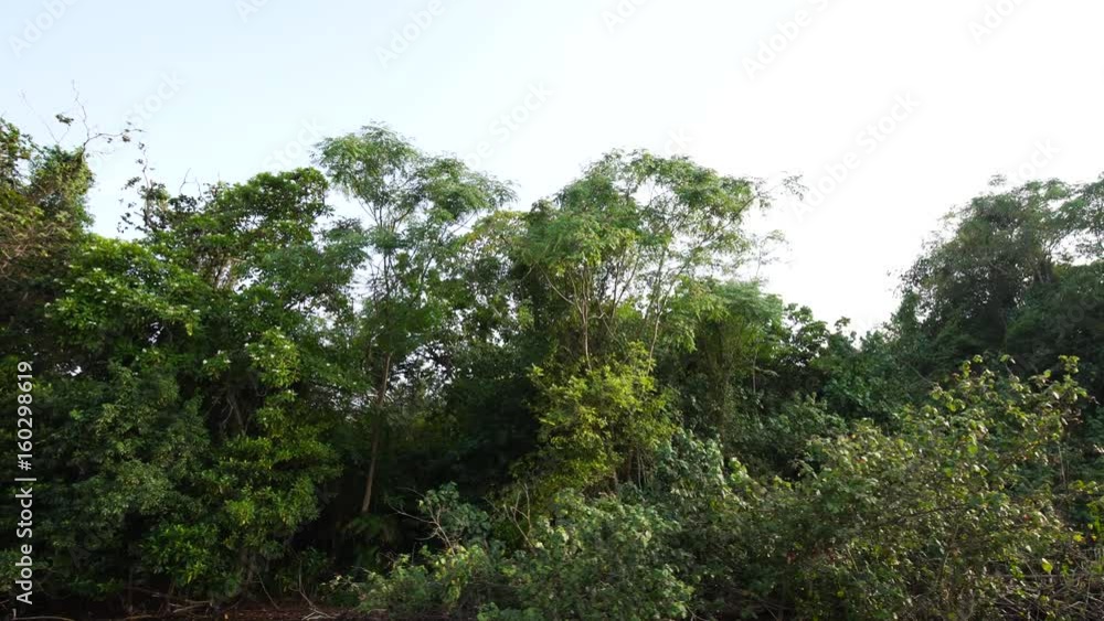 View on water surface of the mangrove forest from sailing boat. Sri Lanka View on water surface of the mangrove forest from sailing boat. Sri Lanka