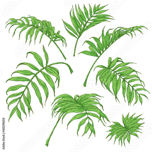 Green Palm Fronds Sketch