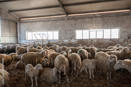 Sheep and lambs inside a farm shed