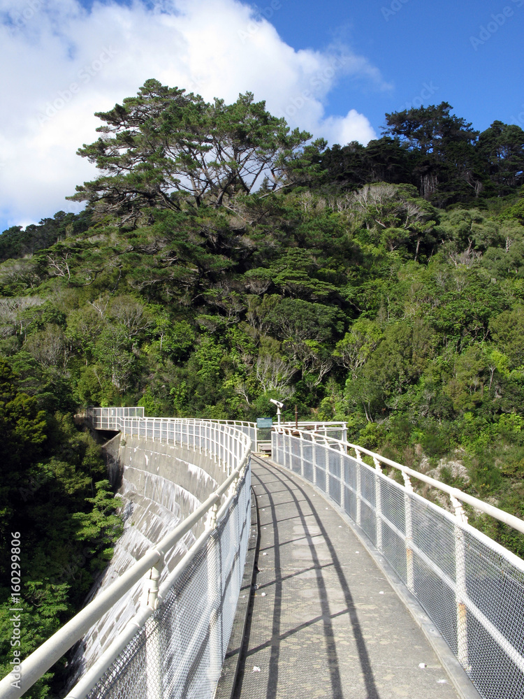Fototapeta premium Forest - Karori Wildlife Sancutuary - New Zealand