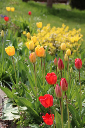 Tulpen blühen im Garten 